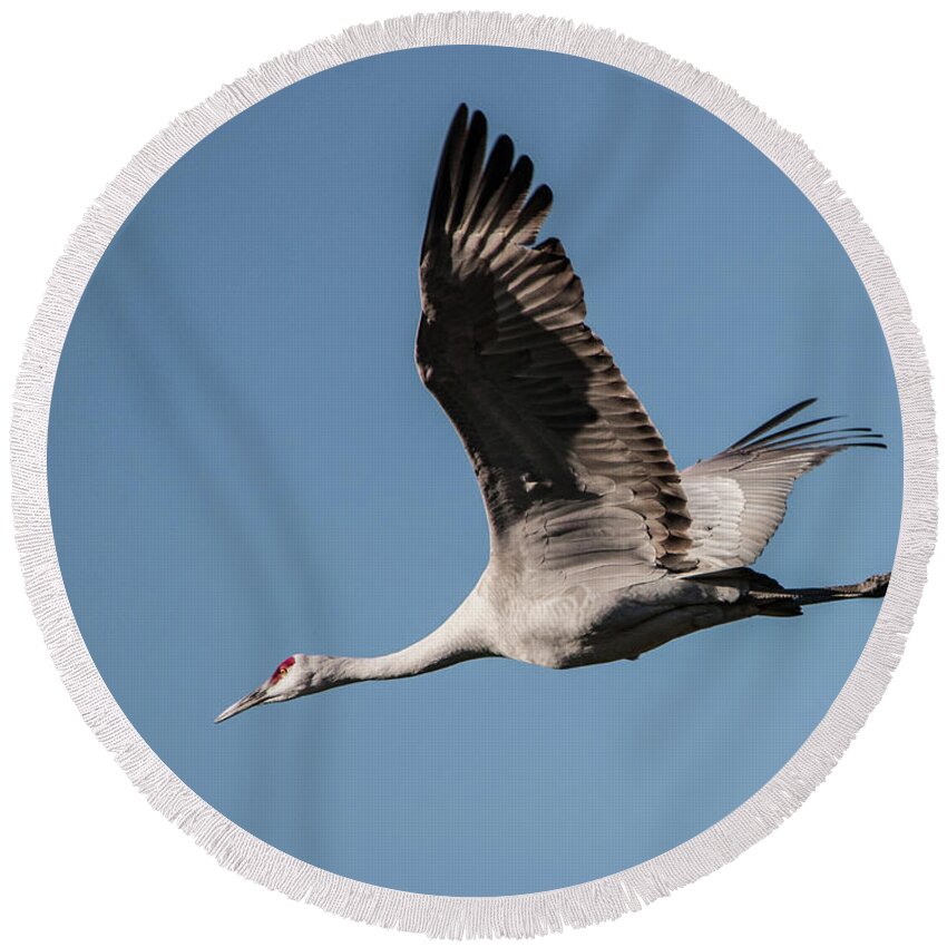 Sandhill Crane Round Beach Towel featuring the photograph In Flight by John Greco