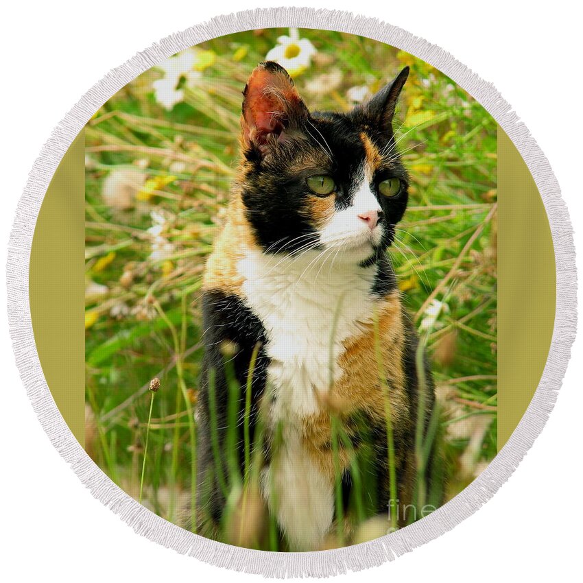 Cat Round Beach Towel featuring the photograph In Her Element by Rory Siegel