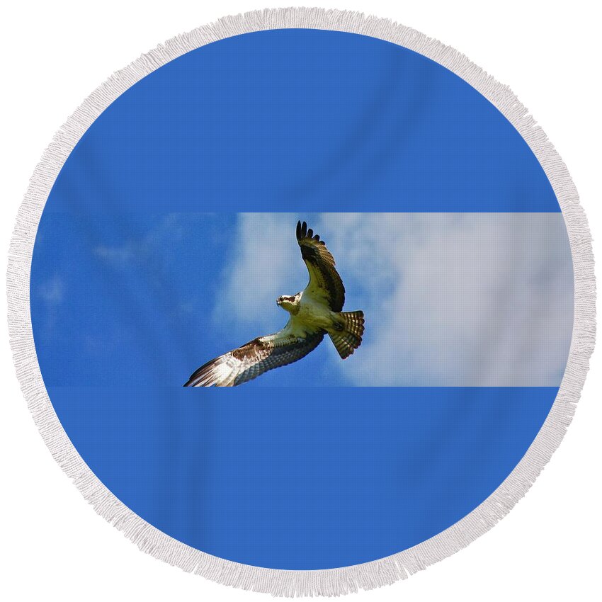 Bird Round Beach Towel featuring the photograph In his sites by Shawn M Greener