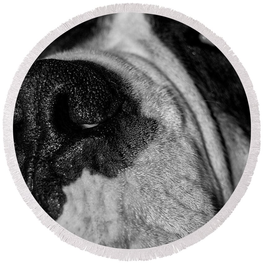 Boxer Round Beach Towel featuring the photograph In Your Face II by DigiArt Diaries by Vicky B Fuller