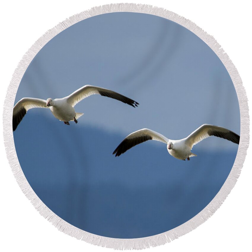 Snow Geese Round Beach Towel featuring the photograph Inbound by Michael Dawson
