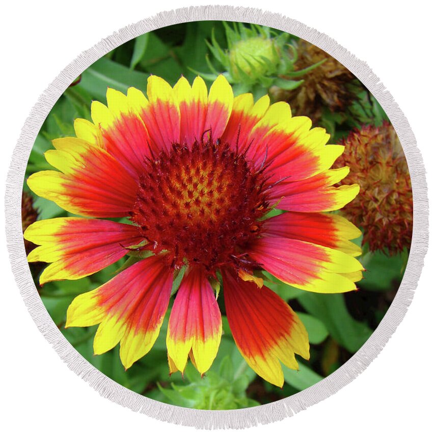 Flower Round Beach Towel featuring the photograph Indian Blanket Flower by Sue Melvin