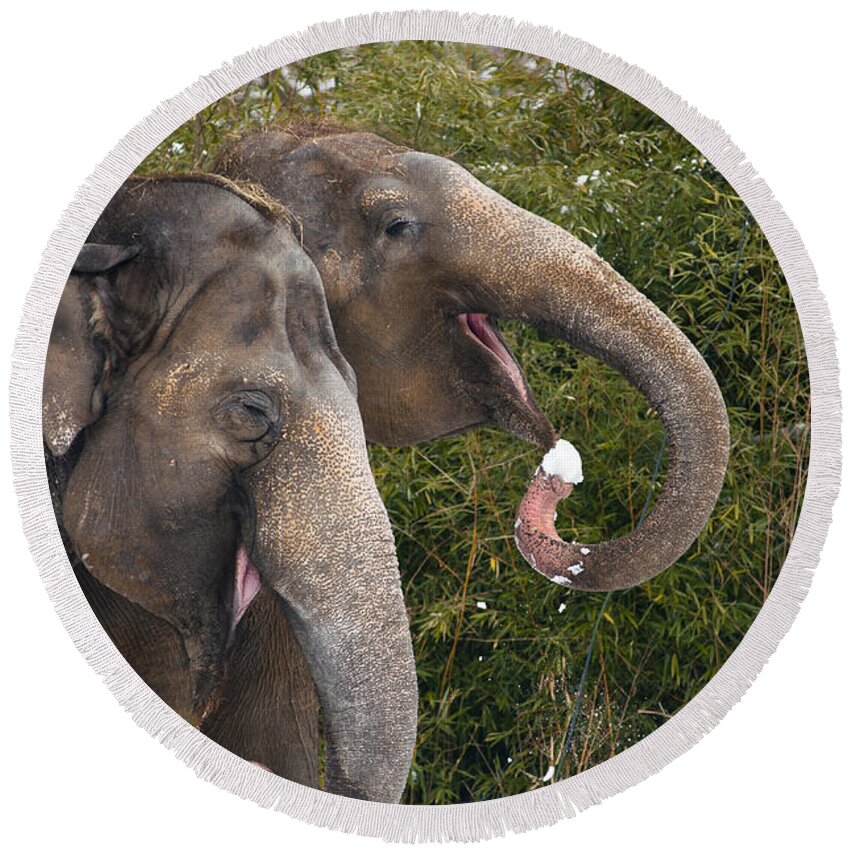 Asia Round Beach Towel featuring the photograph Indian Elephants eating snow by Andrew Michael