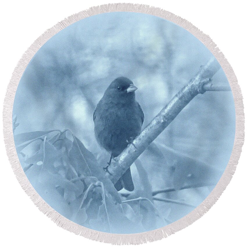 Indigo Bunting Round Beach Towel featuring the photograph Indigo Bunting in Blue by Sandy Keeton