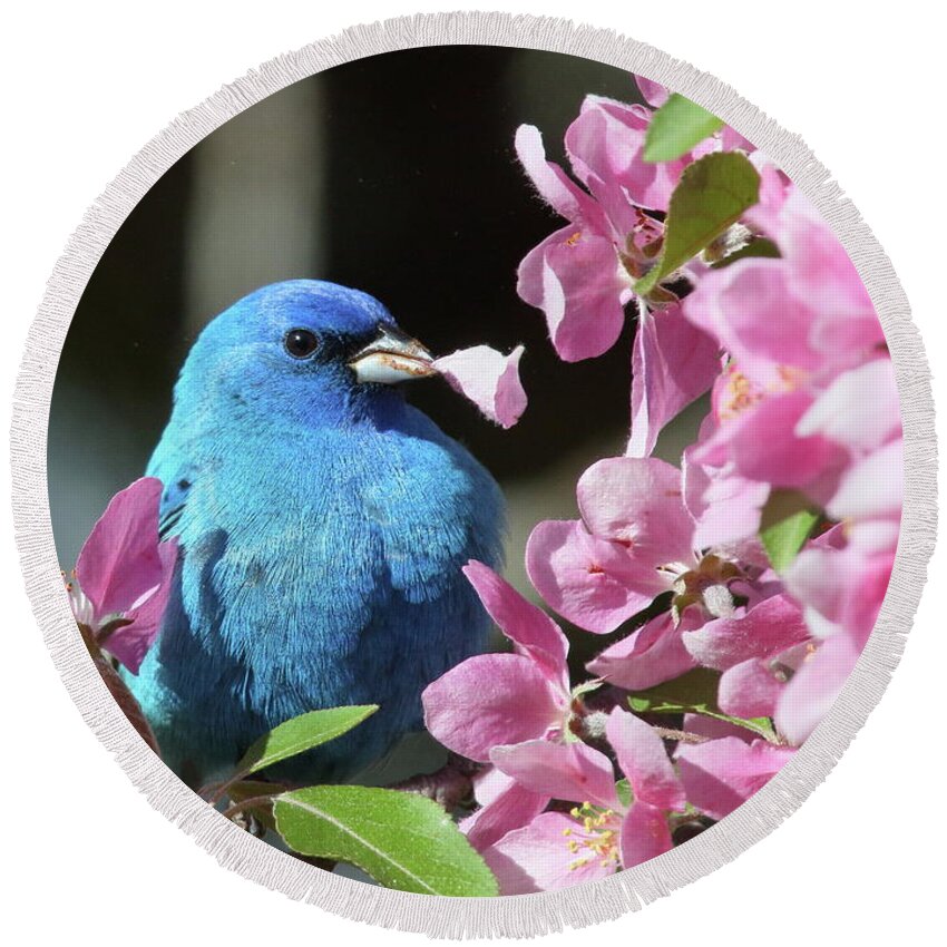 Indigo Bunting Round Beach Towel featuring the photograph Indigo Bunting with a Flower Petal by Duane Cross