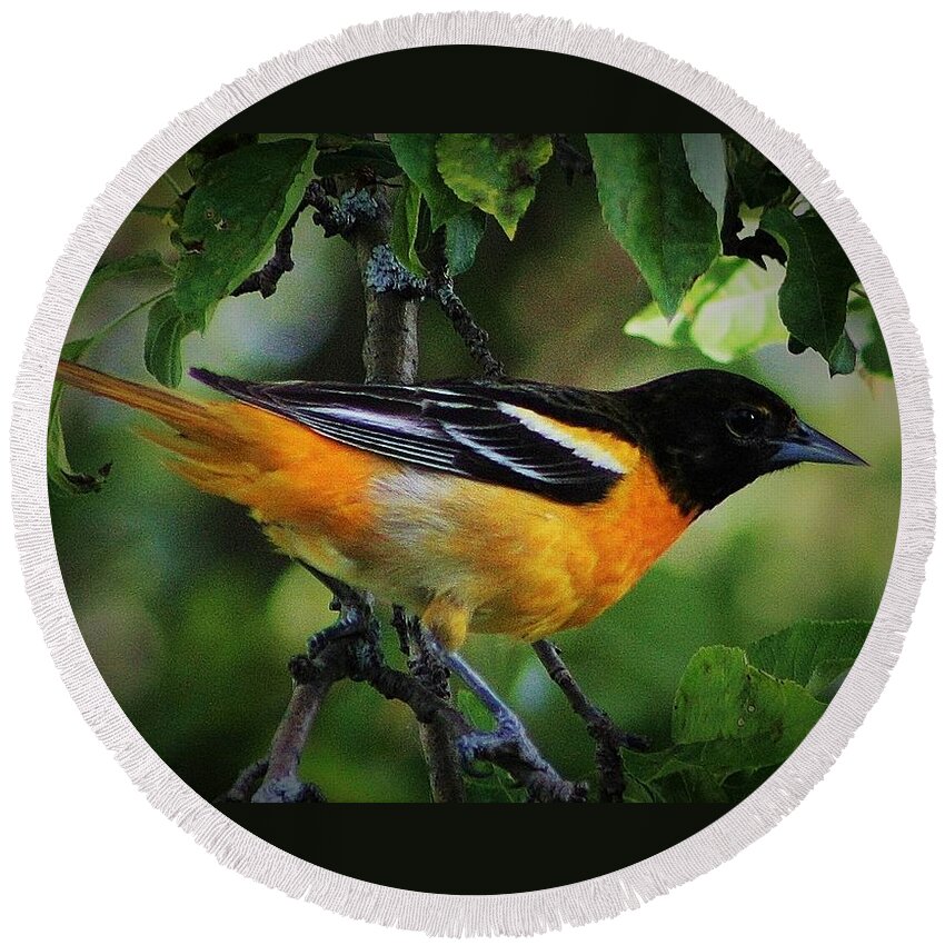 Oriole Round Beach Towel featuring the photograph Inquisitive Oriole by Bruce Bley