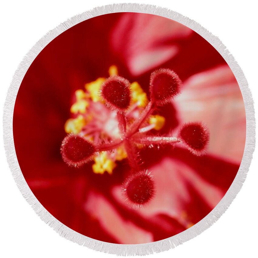 #velvety Soft #red #hibiscus #love It Round Beach Towel featuring the photograph Inside The Hibiscus by Belinda Lee