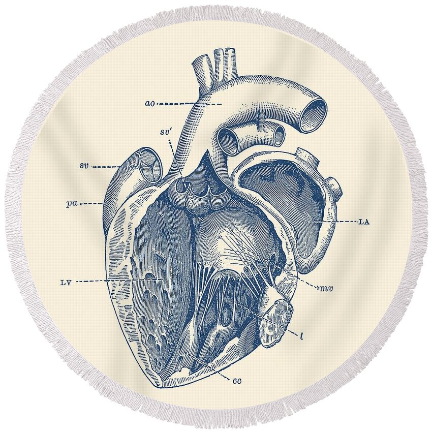 Vintage Round Beach Towel featuring the drawing Internal Human Heart Diagram - Anatomy Poster by War Is Hell Store