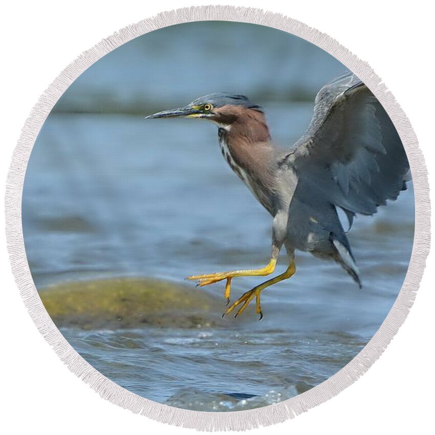 Green Heron Round Beach Towel featuring the photograph Into The Rapids by Fraida Gutovich