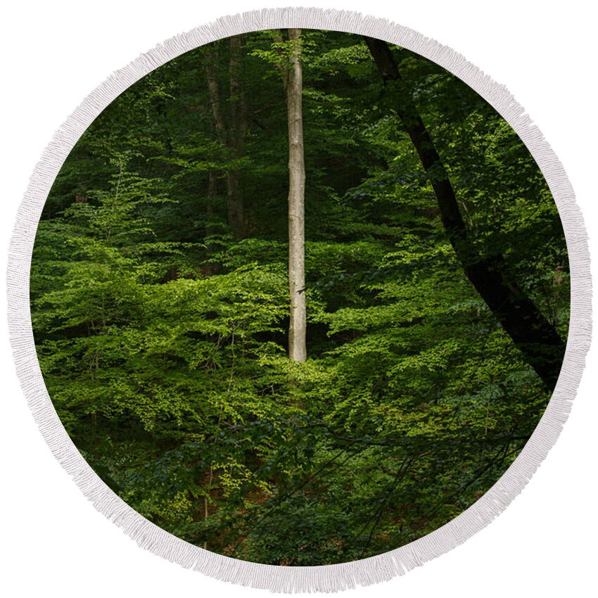 Woods Round Beach Towel featuring the photograph Into The Woods by Shane Holsclaw
