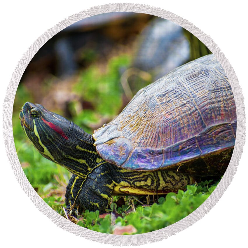 Alabama Round Beach Towel featuring the photograph Iridescent Turtle by James-Allen