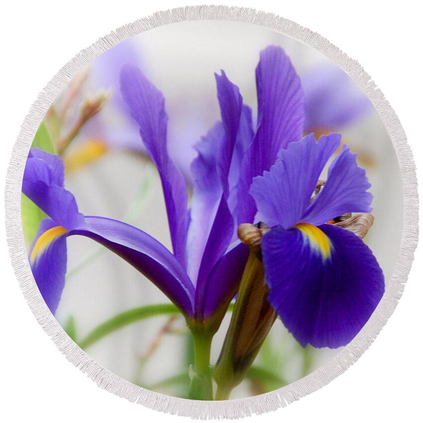 Botanicals Round Beach Towel featuring the photograph Spring Iris by Elaine Manley