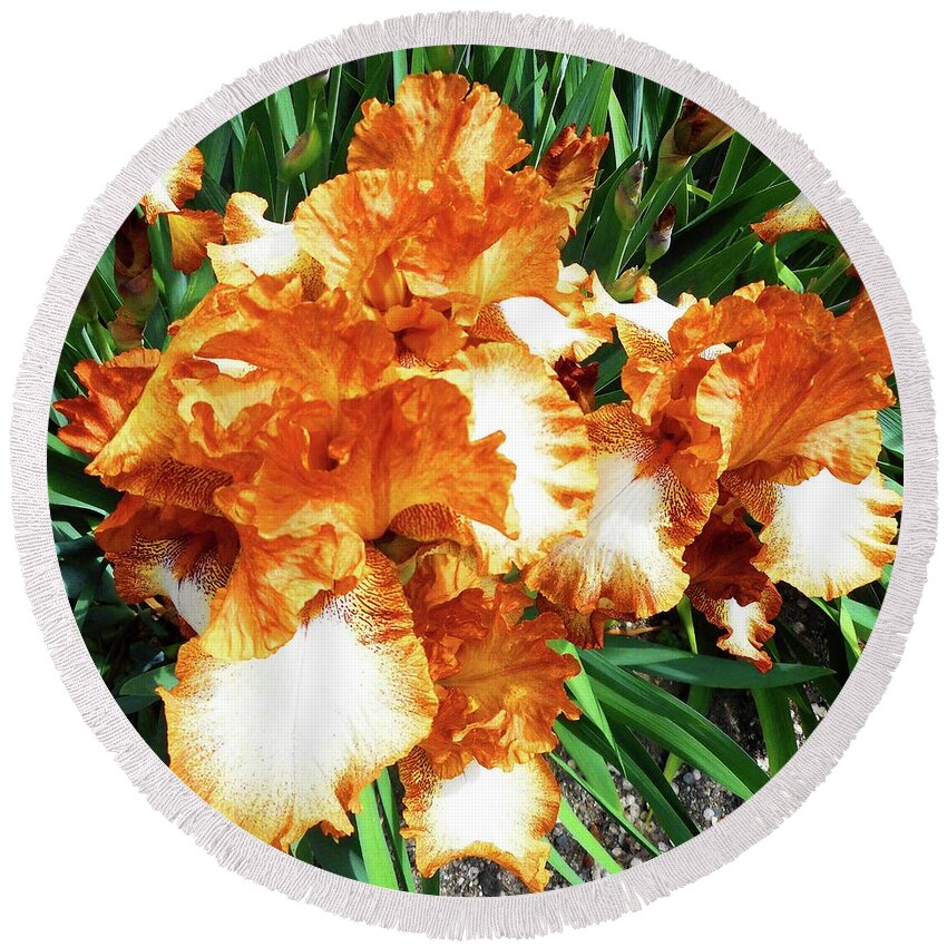 Iris Round Beach Towel featuring the photograph Irises 21 by Ron Kandt
