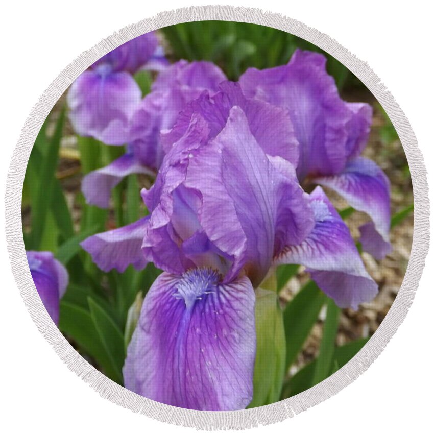 Flower Round Beach Towel featuring the photograph Irises In Lavender Tutus by Lingfai Leung