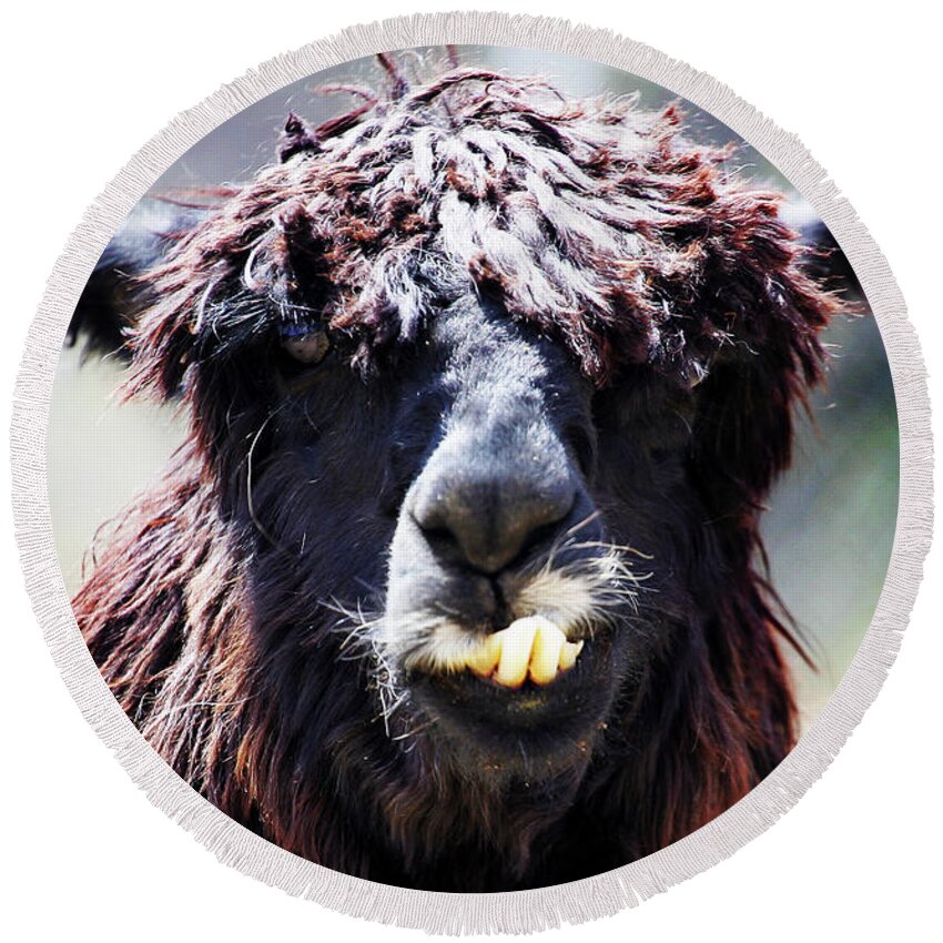Llama Round Beach Towel featuring the photograph Is your Mama a Llama? by Anthony Jones