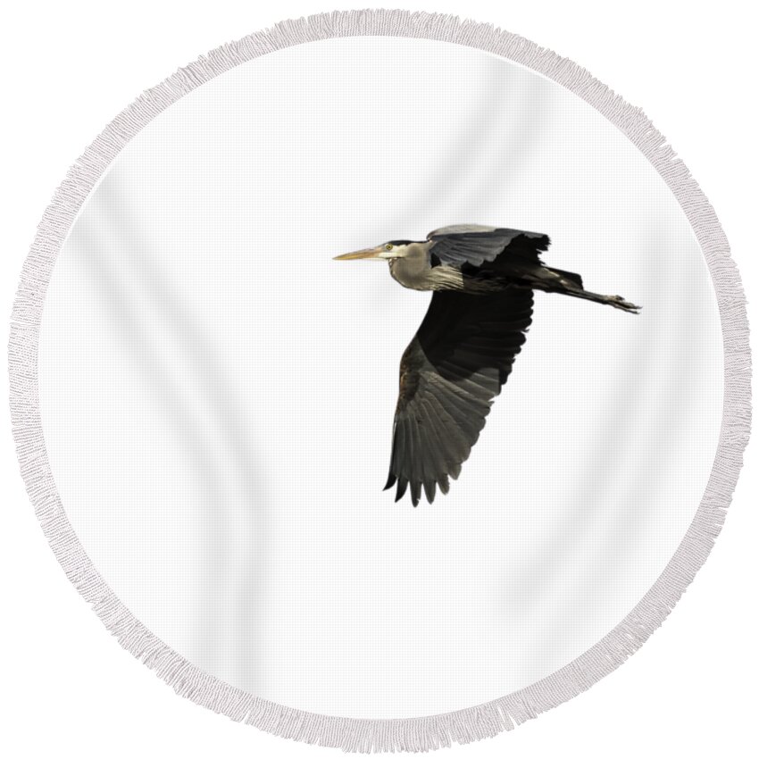 Great Blue Heron Round Beach Towel featuring the photograph Isolated Great Blue Heron 2015-4 by Thomas Young
