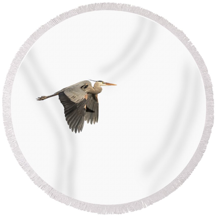 Great Blue Heron Round Beach Towel featuring the photograph Isolated Great Blue Heron 2015-5 by Thomas Young