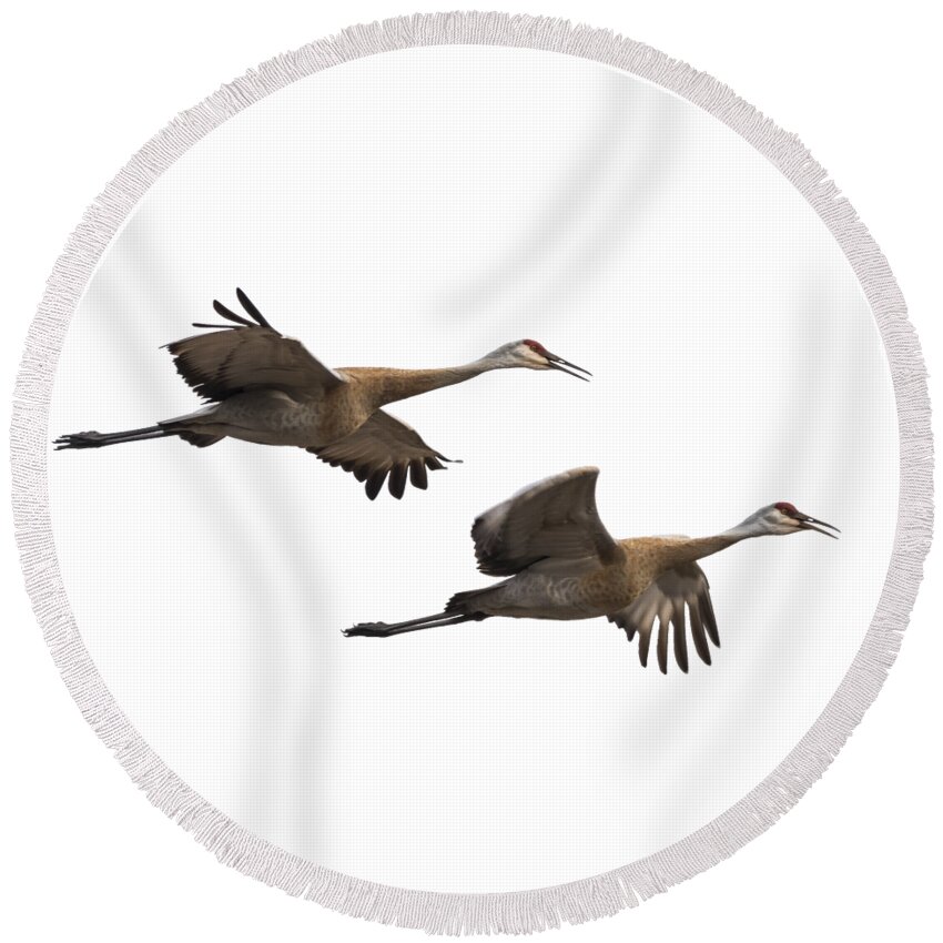 Sandhill Cranes Round Beach Towel featuring the photograph Isolated Sandhill Cranes 2016-1 by Thomas Young