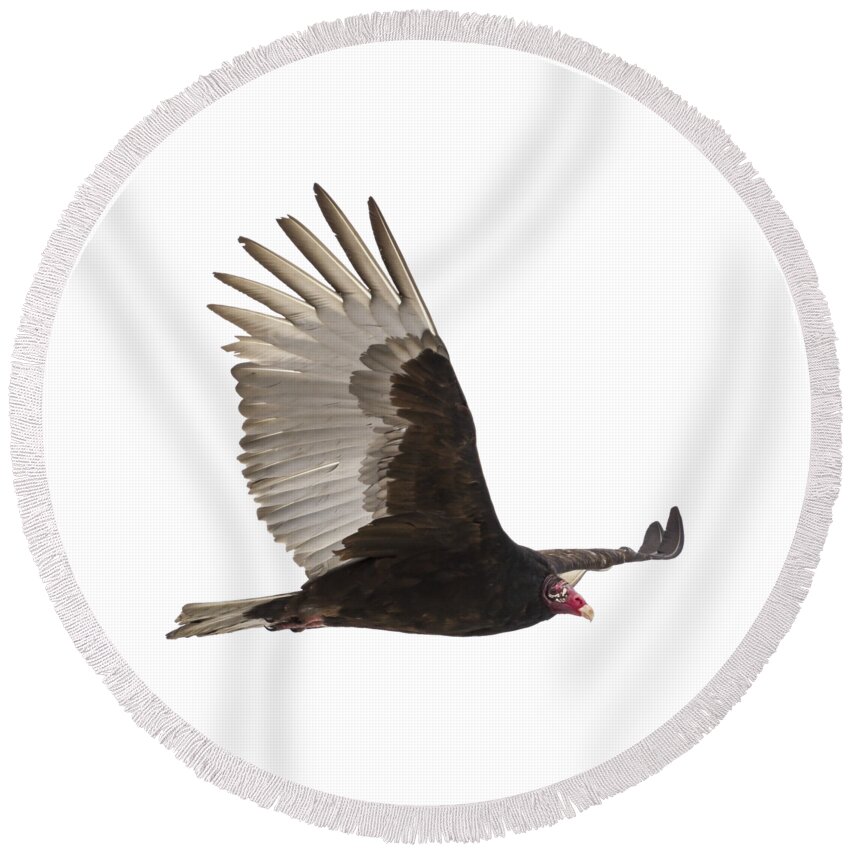 Turkey Vulture Round Beach Towel featuring the photograph Isolated Turkey Vulture 2014-1 by Thomas Young