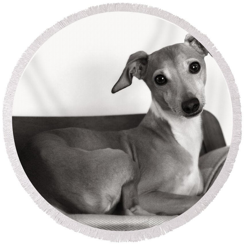 Black And White Round Beach Towel featuring the photograph Italian Greyhound Portrait 2 in Black and White by Angela Rath