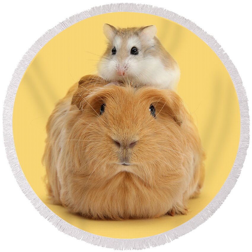 Roborovski Hamster Round Beach Towel featuring the photograph It's a Guinea wig by Warren Photographic