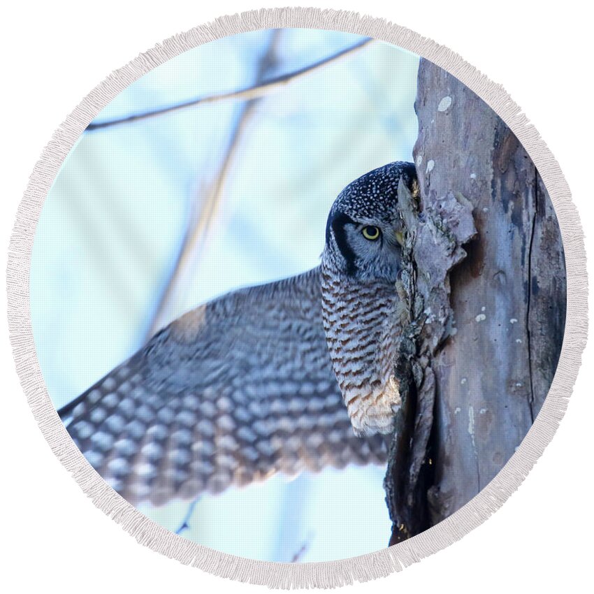 Hawk Owl Round Beach Towel featuring the photograph It's safe here by Heather King