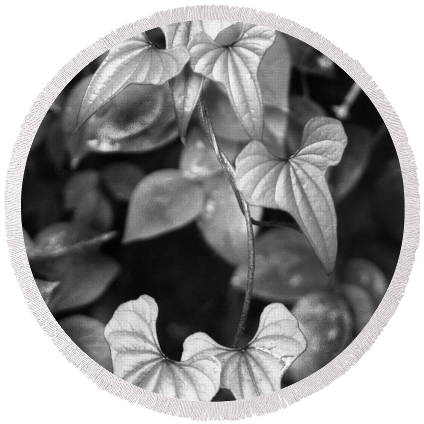 Ansel Adams Round Beach Towel featuring the photograph ivy by Curtis J Neeley Jr
