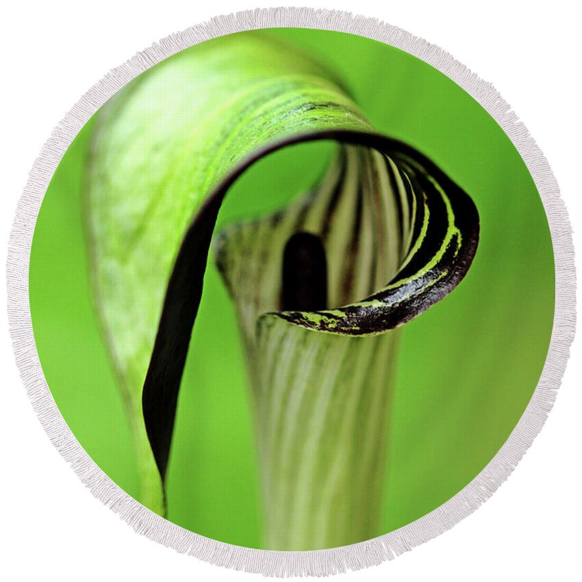 Jack In The Pulpit Round Beach Towel featuring the photograph Jack by Debbie Oppermann