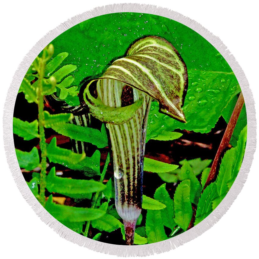 Plant Round Beach Towel featuring the photograph Jack-in-the-Pulpit by Allen Nice-Webb