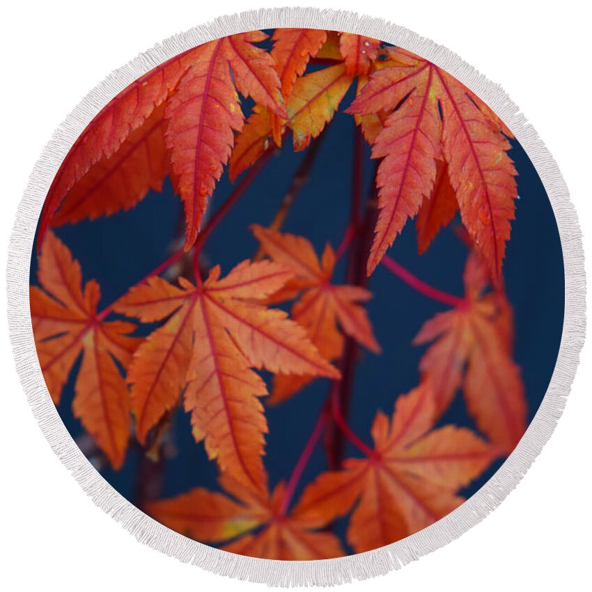 Japanese Maple Leaves In Autumn Round Beach Towel featuring the photograph Japanese Maple Leaves In Autumn by Frank Wilson