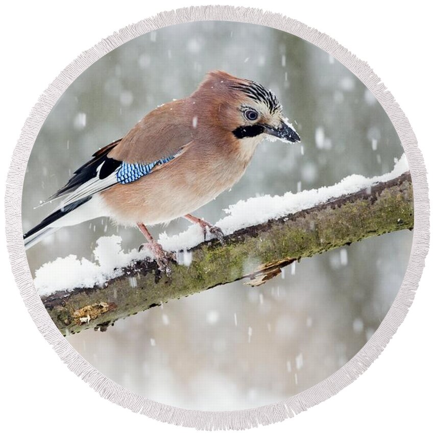 Birds Round Beach Towel featuring the photograph Jay Perching In Winter by John Devries