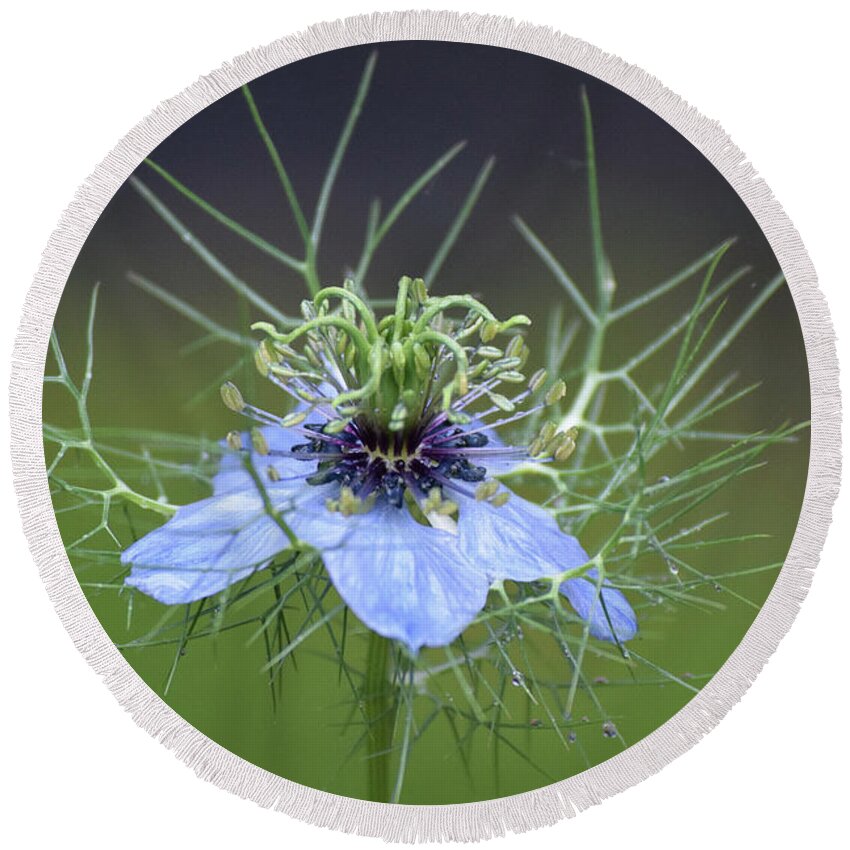 Cool Round Beach Towel featuring the photograph Jester's Hat Flower by Deborah Crew-Johnson