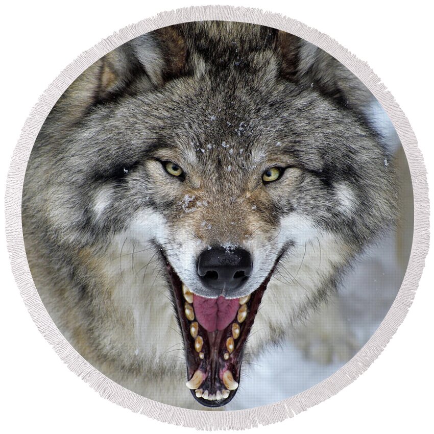 Timber Wolf Round Beach Towel featuring the photograph Joker by Tony Beck
