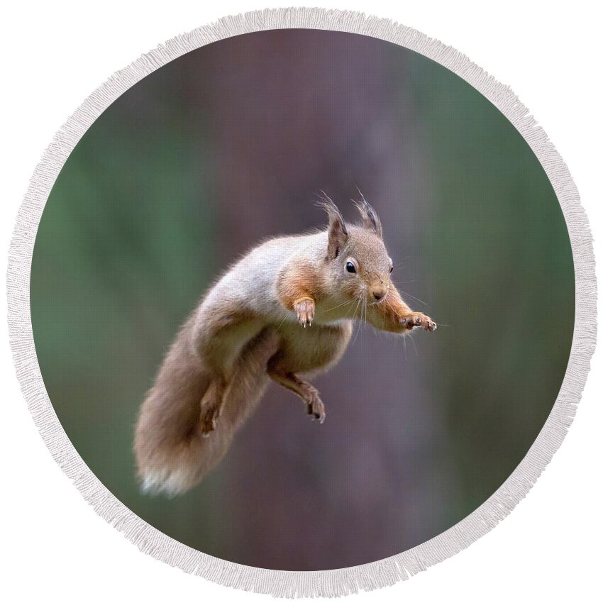 Red Round Beach Towel featuring the photograph Jumping Red Squirrel by Pete Walkden