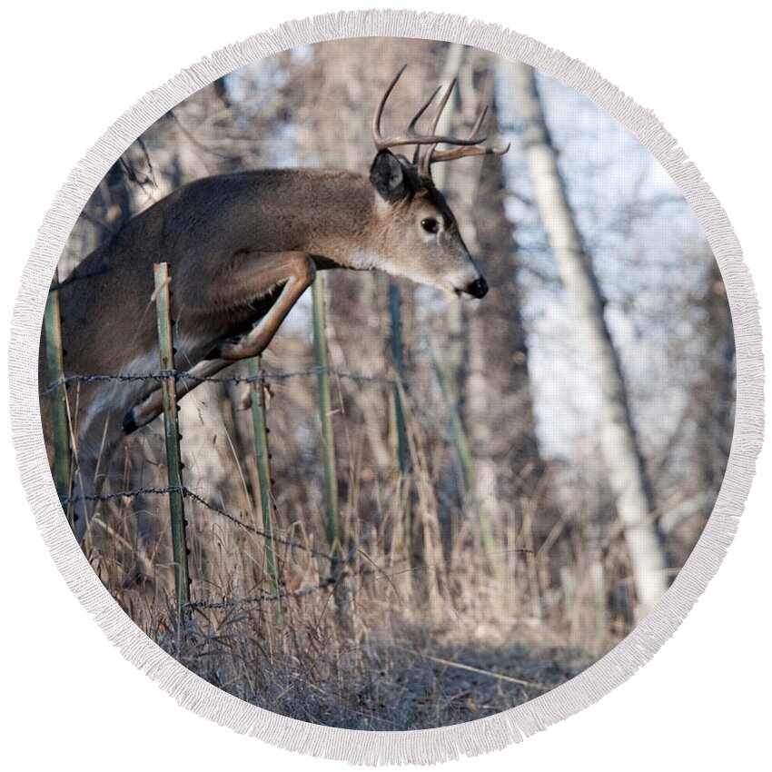 Buck Round Beach Towel featuring the photograph Jumping White-tail Buck by Gary Beeler