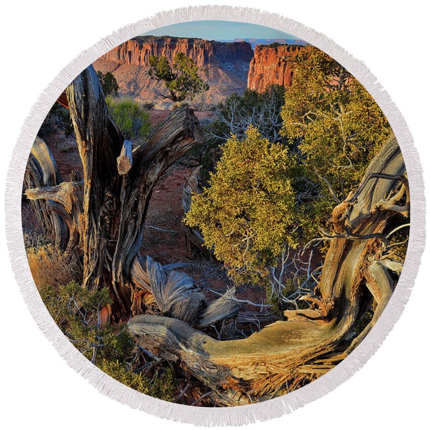 Canyonlands National Park Round Beach Towel featuring the photograph Junction Butte through Juniper Tree at Grand View Point - Canyonlands NP by Ray Mathis
