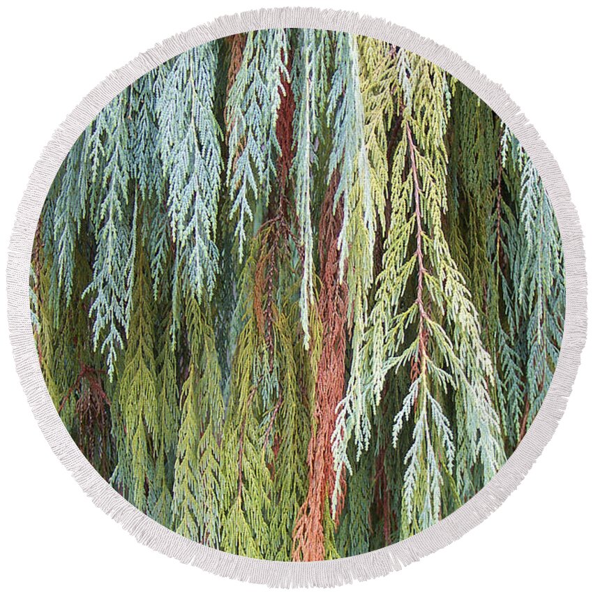 Botanical Abstract Round Beach Towel featuring the photograph Juniper Leaves - Shades Of Green by Ben and Raisa Gertsberg