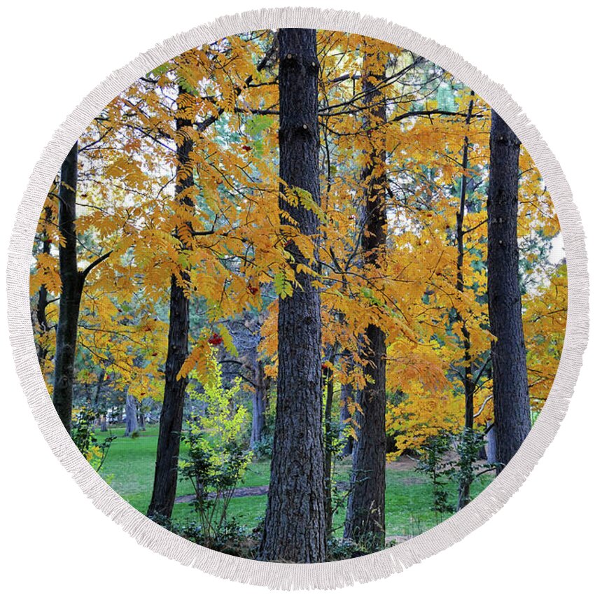 Pine Round Beach Towel featuring the photograph Mountain Ash Under Pine by Michele Penner