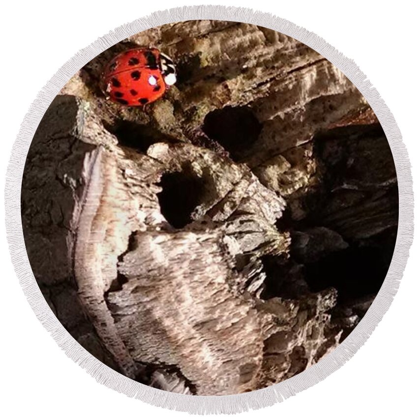 Ladybug Round Beach Towel featuring the photograph Just A Place To Rest by Allen Nice-Webb