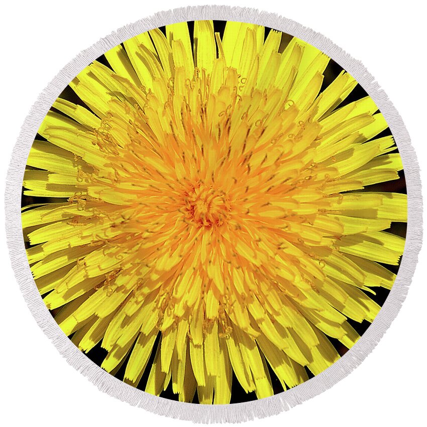Dandelion Round Beach Towel featuring the photograph Just A Weed by Mark Fuller