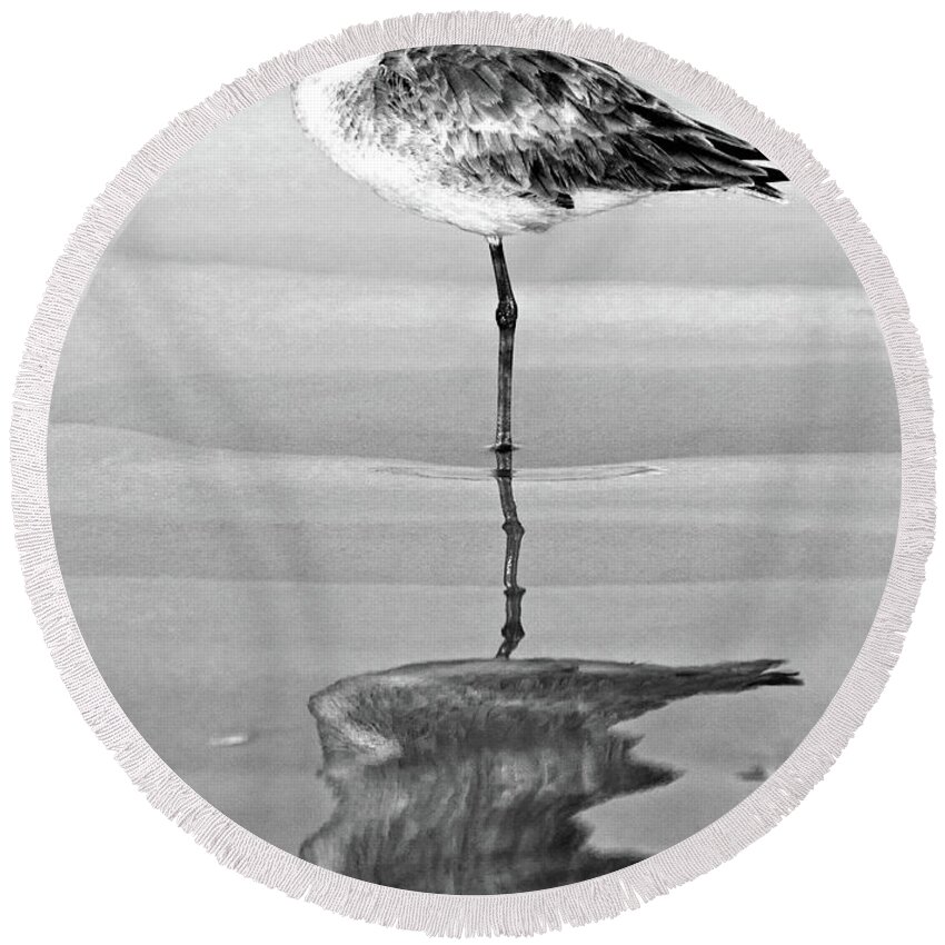 Willet Round Beach Towel featuring the photograph Just Being Coy - BW by Christopher Holmes