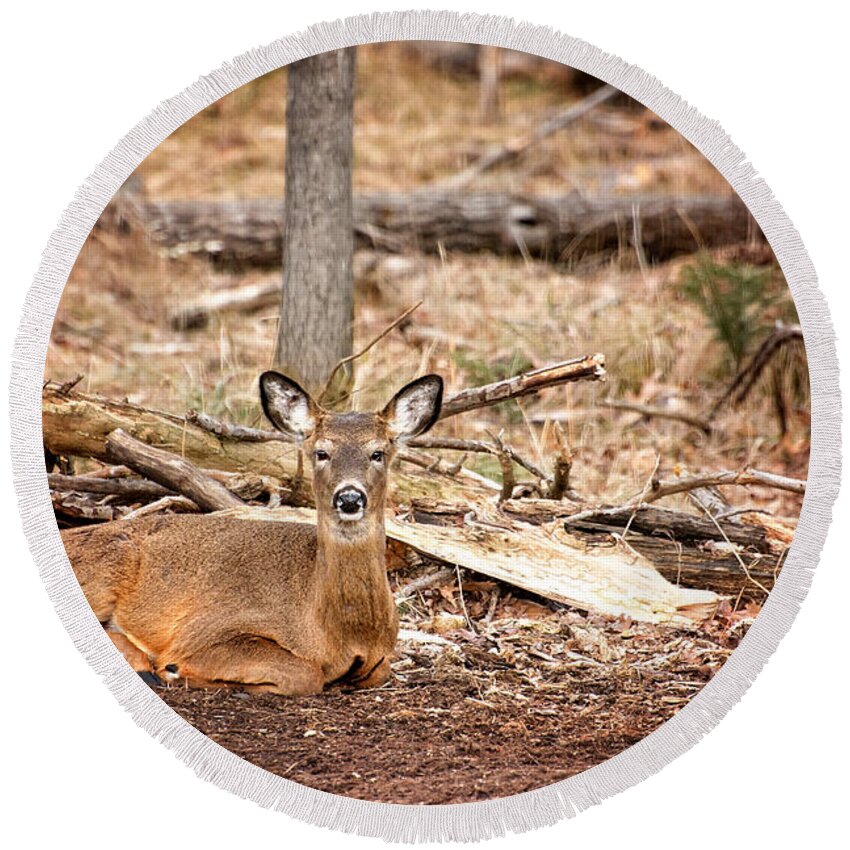 White Tail Deer In Michigan Round Beach Towel featuring the photograph Just hanging out by Gwen Gibson