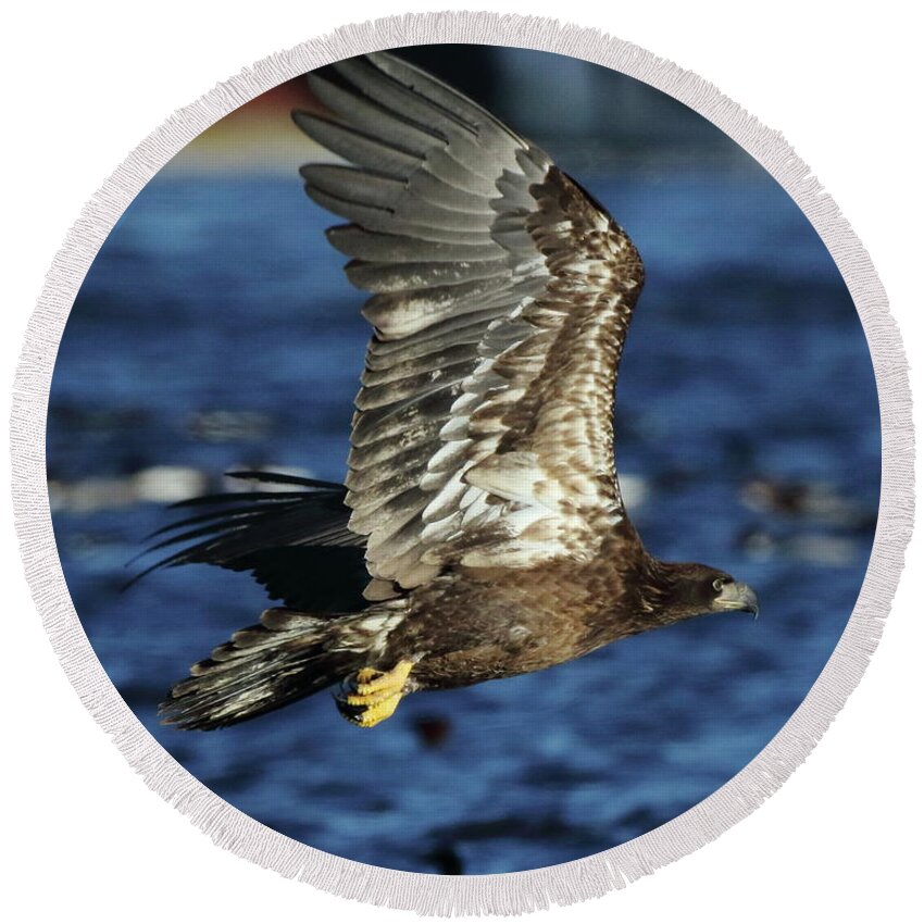 Eagle Round Beach Towel featuring the photograph Juvenile Bald Eagle over water by Coby Cooper