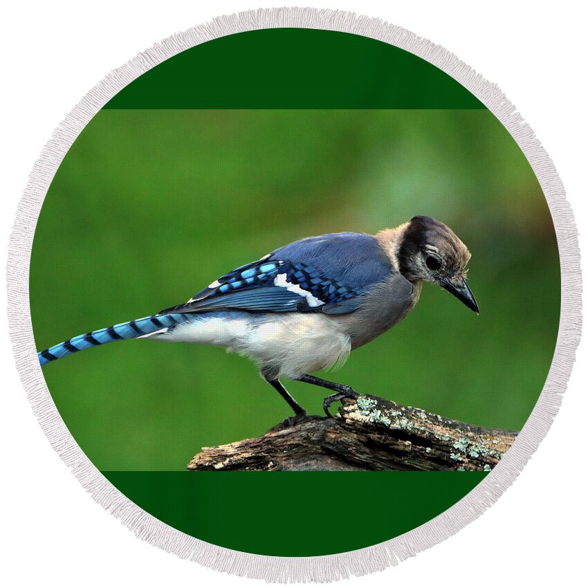 Nature Round Beach Towel featuring the photograph Juvenile Blue Jay by Sheila Brown