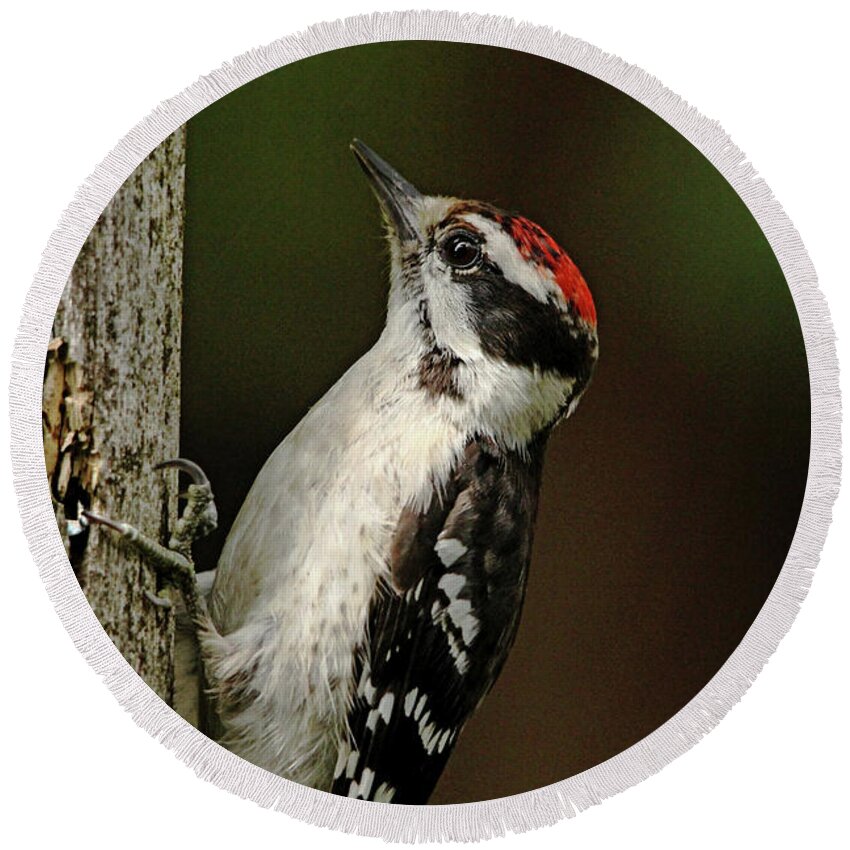 Woodpecker Round Beach Towel featuring the photograph Juvenile Downy Woodpecker by Debbie Oppermann
