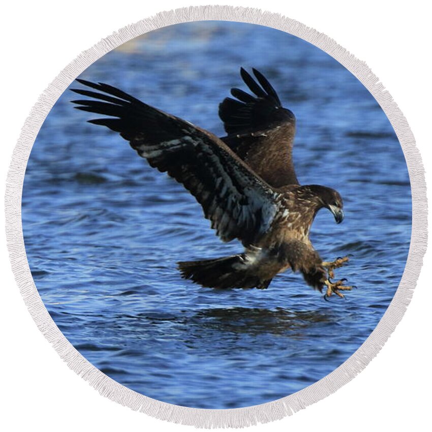 Eagle Round Beach Towel featuring the photograph Juvenile Eagle Fishing by Coby Cooper