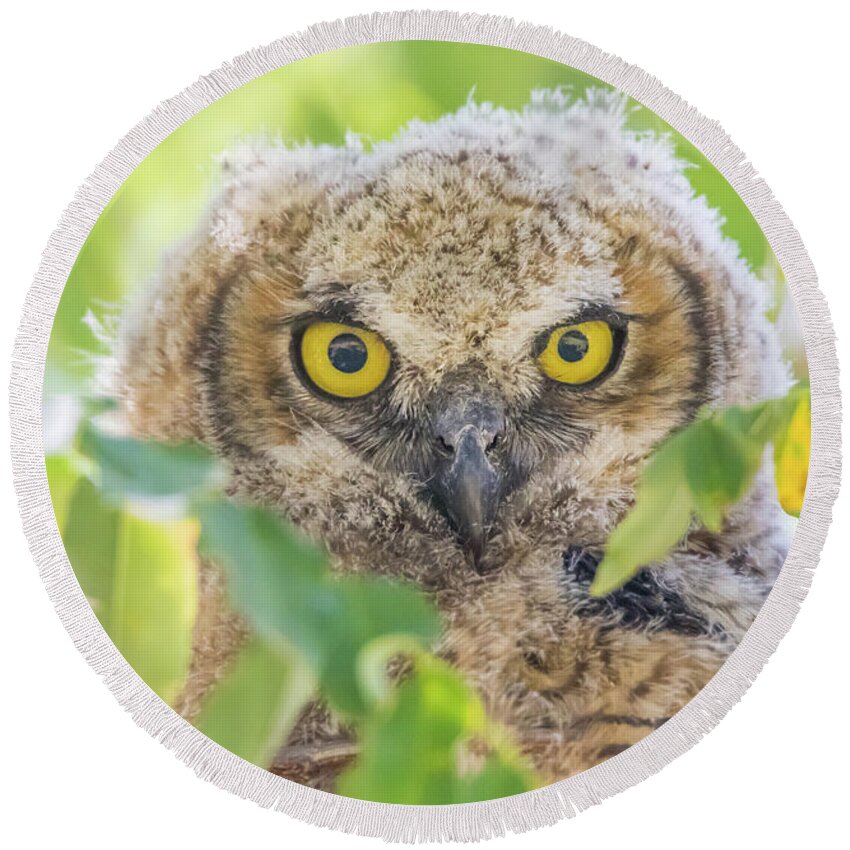 California Round Beach Towel featuring the photograph Juvenile Owl Stare by Marc Crumpler