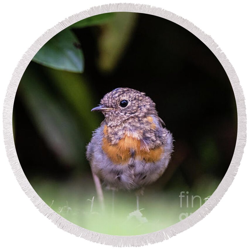 Robin Round Beach Towel featuring the photograph Juvenile Robin by Torbjorn Swenelius