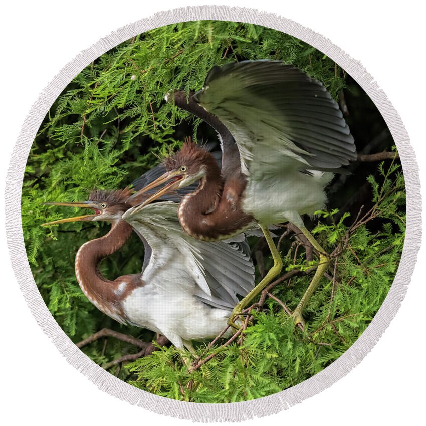 Herons Round Beach Towel featuring the photograph Juvenile Tricolored Heron Siblings by DB Hayes