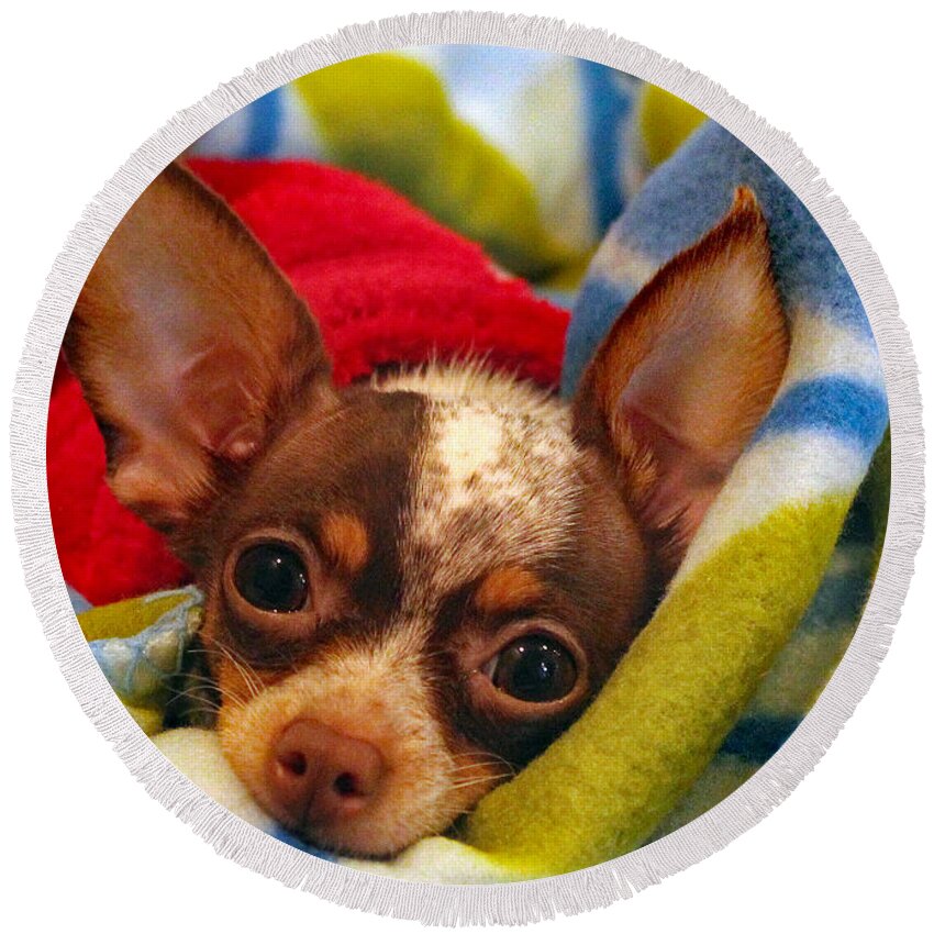 Dog Round Beach Towel featuring the photograph Keep Me Warm by DB Hayes